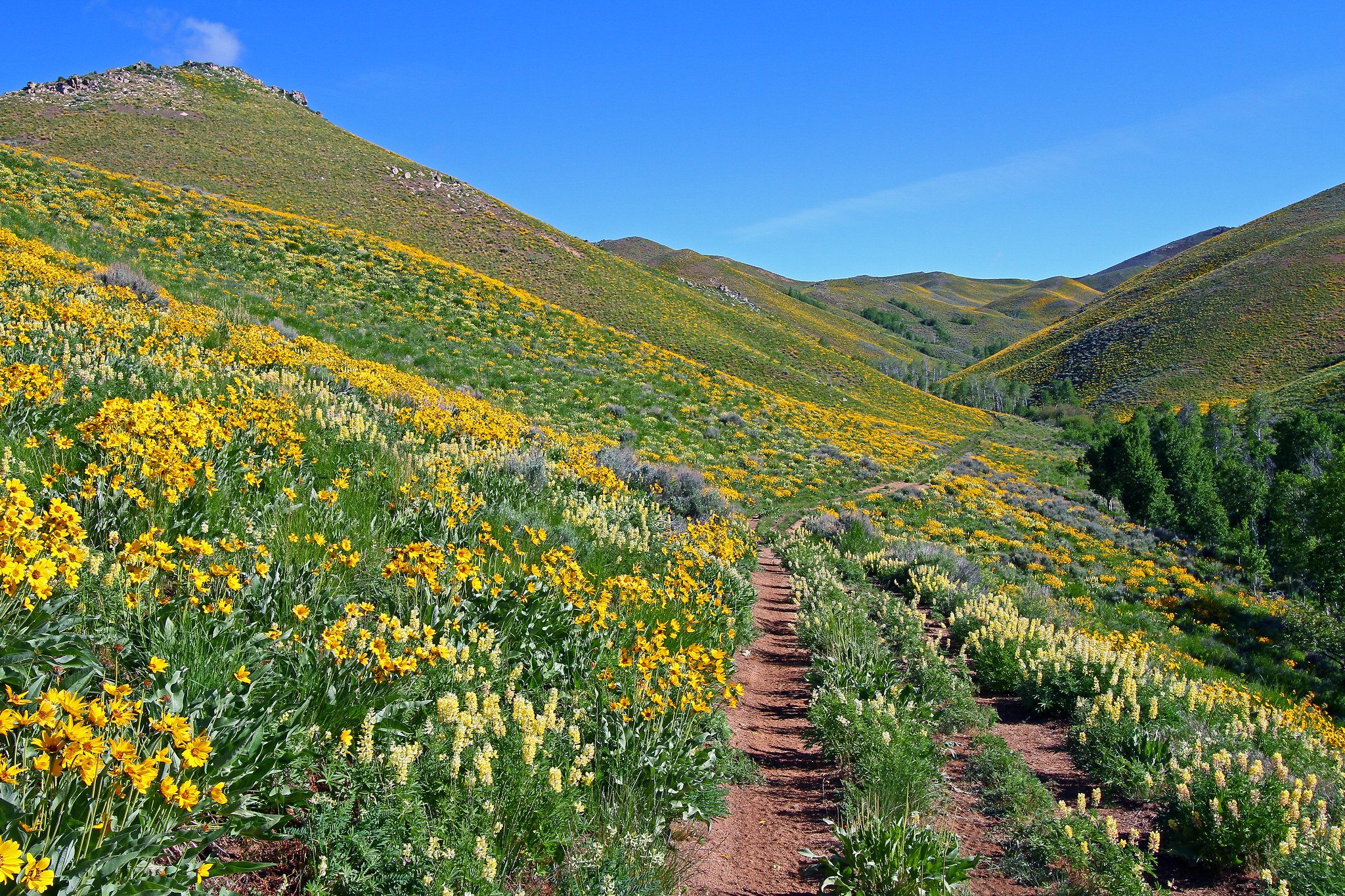 Valley of Flowers in August
