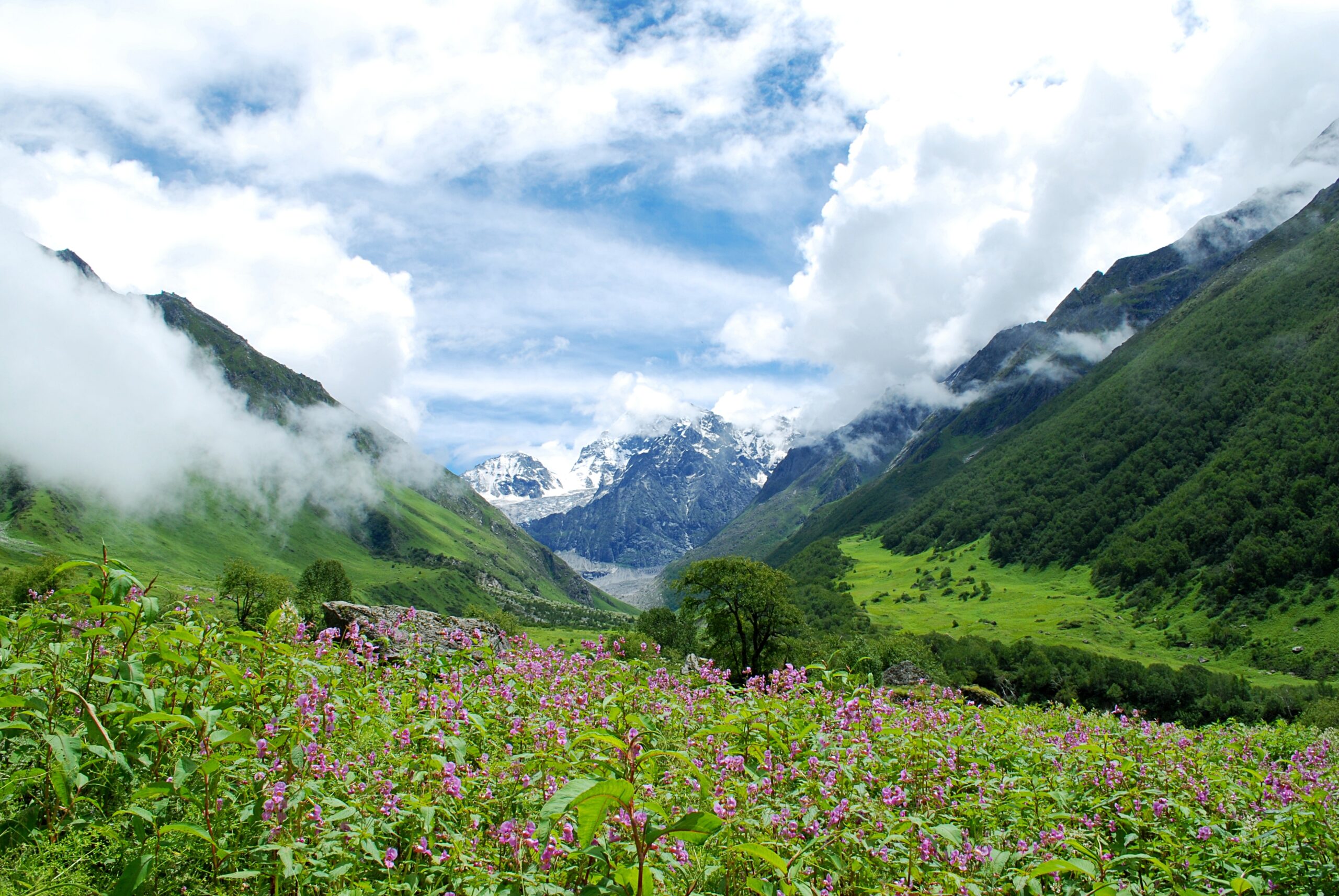 Valley of Flowers in June