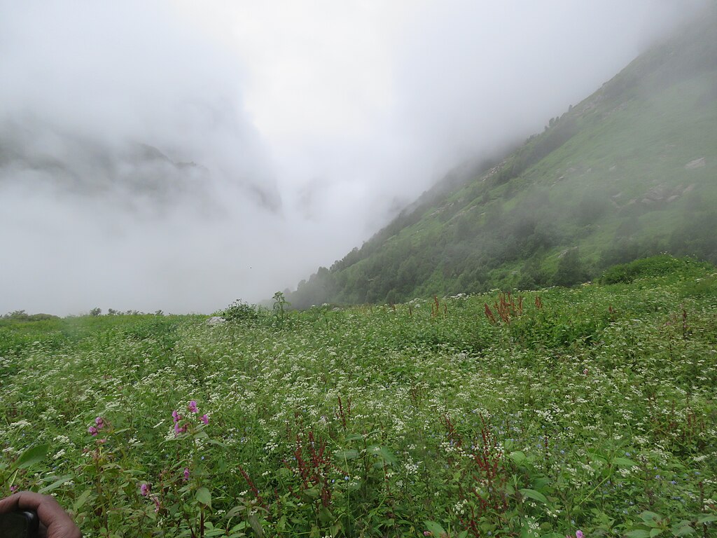 Valley of Flowers in July
