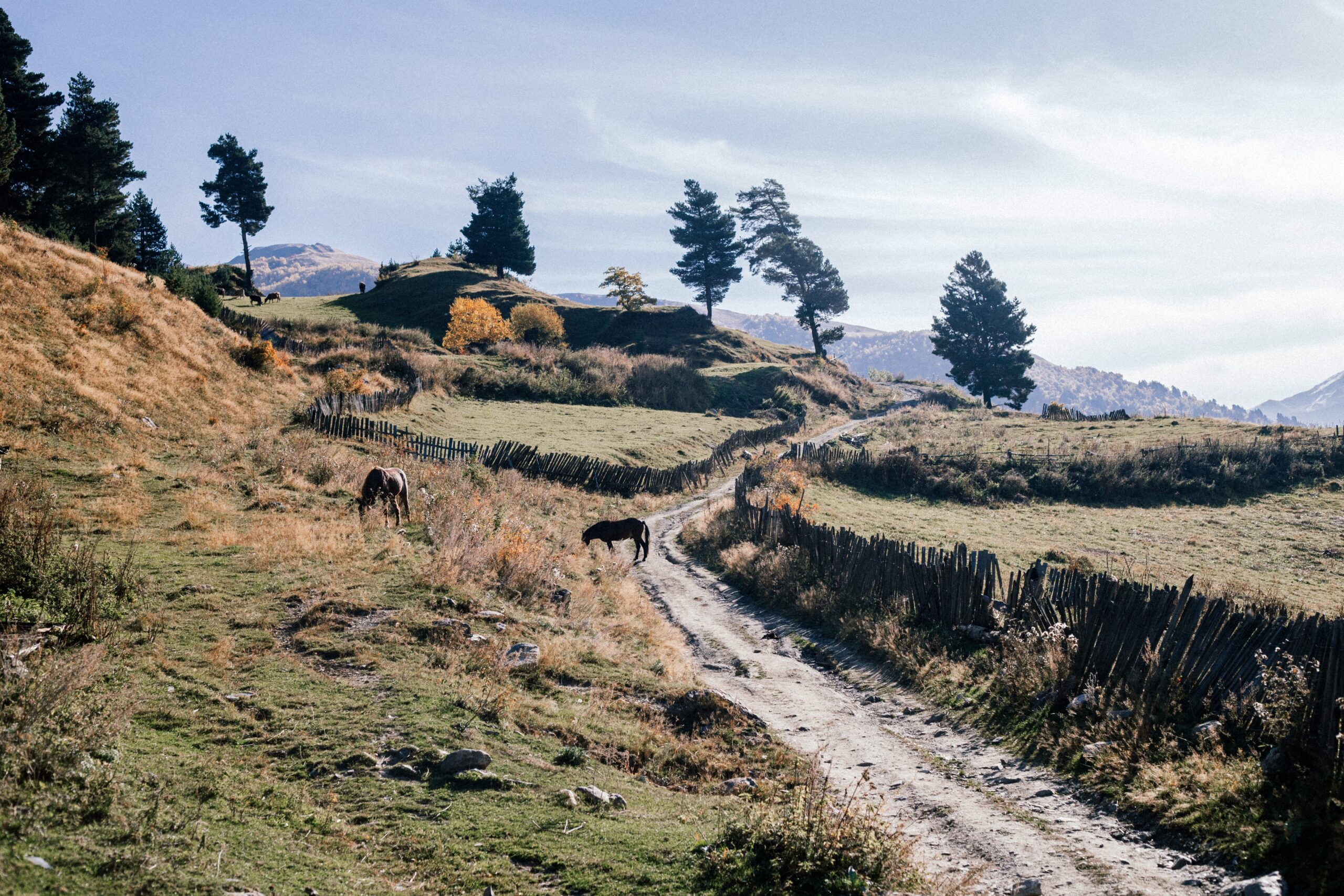 Image hover effect image